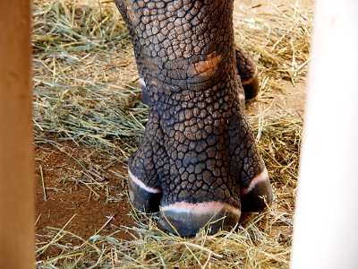 [One foot with three 'nails' visible. The nails are grey with a thin white edging near the skin. The skin has very deep expansion segments making it appear it would feel rough.]